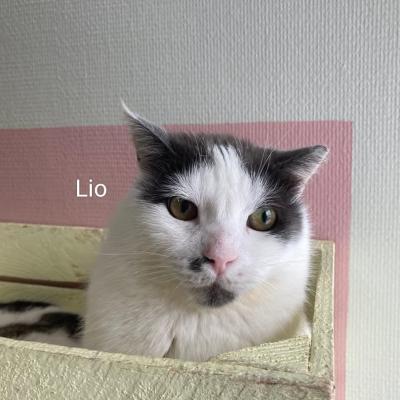 Lio en Laika